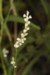 Bog smartweed